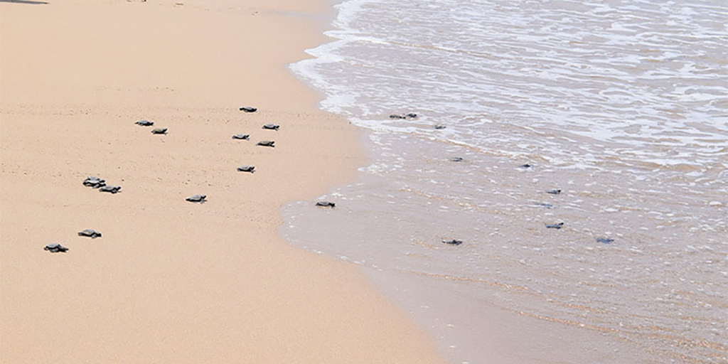 Lara Bay, Akamas, Paphos
