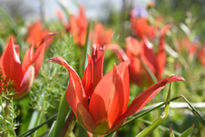 Polemi Tulip Festival