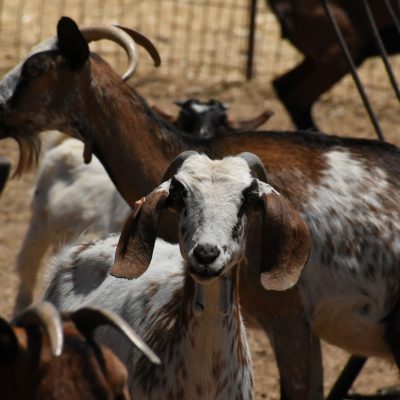 Goats of Cyprus